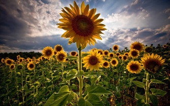 Sunflower Field Wallpaper