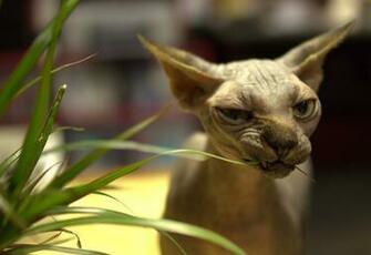 Sphynx Cat Bald Stock Photos Image HD Wallpaper