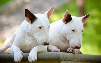 File Bull Terrier Wallpaper Uz9sgv4 Jpg 4usky