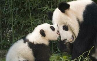 Giant Panda Wallpaper Weddingdressin