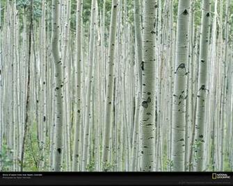 Aspen Trees Picture Tree Bark Wallpaper Photos National