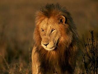 My Top Collection Big Cat Wallpaper