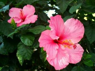 Hibiscus Gaditanos By Claire Desktop Wallpaper