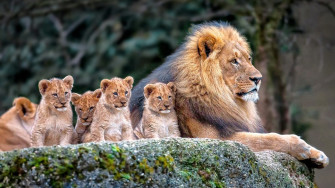Animals Mammals Lion Cubs Baby Wallpaper HD