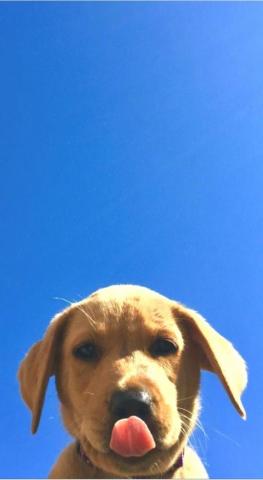 Dog Wallpaper Are Added Beautiful And Cute Dogs For