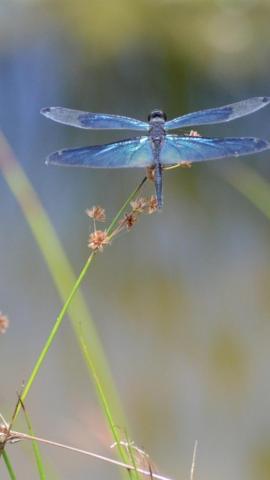 Wallpaper Insect Dragonfly Macro Photography HD Picture
