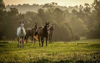 Fantastic Herd Wallpaper