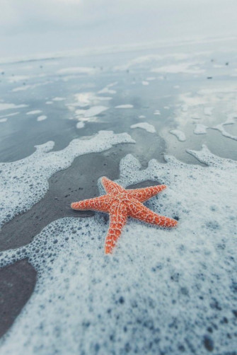 Starfish On The Shore Beach Wall Collage Wallpaper Ocean