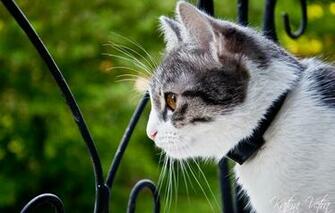 Wallpaper Cat Spring Window Cats