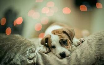This One Is Like The Perfect Example Of A Cute Dog Wallpaper