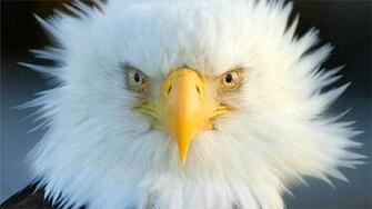 Eagle Wallpaper