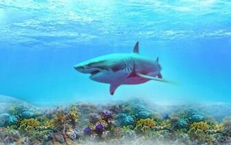 Great White Shark Wallpaper
