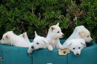 Pictures Of White German Shepherd Puppies Dog Shepherds