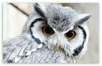 Cute Owl Wallpaper