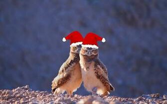 Merry Christmas Eagle Birds HD Wallpaper Stylish