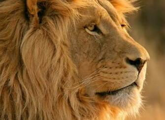 Lion Screensaver Wallpaper