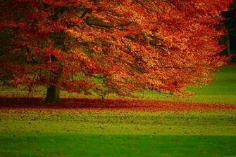 Nature Desktop Wallpaper Widescreen HD