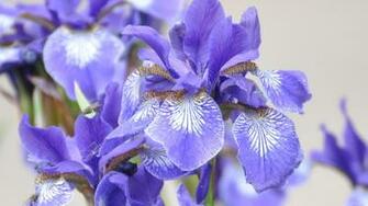 Source Url Smscs Photo Iris Html