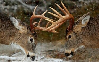 Beautiful Wallpaper Deer