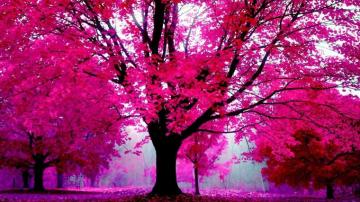 Vera Curaj Minuz On In Pink Nature Trees HD