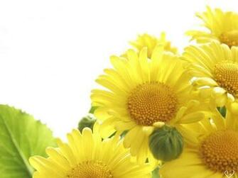Moons Flower Yellow Wallpaper