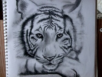 White Siberian Tiger Wallpaper HD By