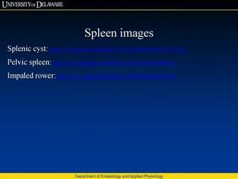 Lymphatic System Slides By Barbara Heard And W Rose Ppt