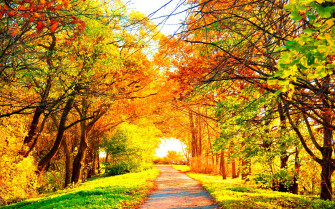 Autumn Fall Season Nature Landscape Leaf Leaves Color Seasons Wallpaper