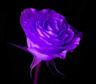 Color Roses Flowers Of Purple Colors New Collection Rose