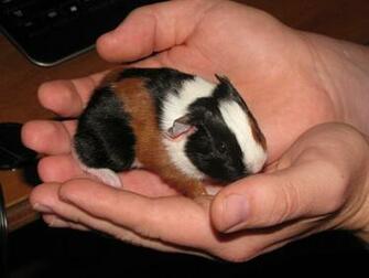 Cute Baby Pigs HD Wallpaper In Animals Imageci