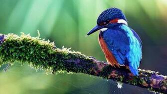 Wallpaper Birds Of Paradise