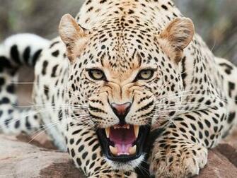 Net Cheetah Animal World Series Wallpaper Html