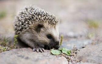 Hedgehog Computer Wallpaper Desktop Background Id