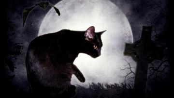 Black Cat And The Moon Wallpaper Image