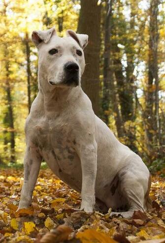 American Staffordshire Terrier Pit Bull HD Wallpaper