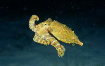 Sea Animal HD Wallpaper Hairstyle Qoutes Tattoo