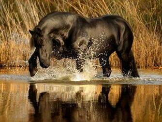 Friesian Wallpaper To Your Cell Phone Horse