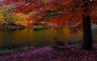 Tags Trees Red Yellow Lake Fallen Leaves Autumn 3d Abstract