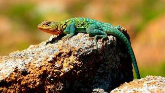 Collared Lizard Wallpaper Background