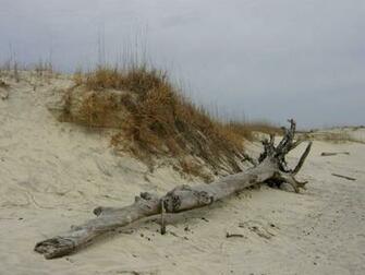 Panoramio Photo Of Tybee Island Dunes