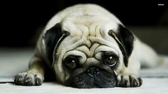 Pug Wallpaper