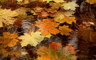 Fall Leaves On The Water Wallpaper HD