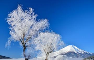 Wallpaper Winter The Sky Snow Trees Japan Mount Fuji Image