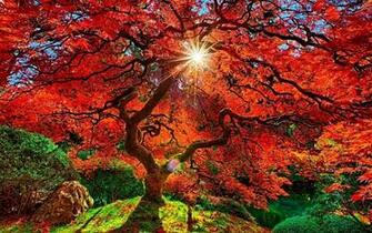 Sun Shining Bright In The Garden Wallpaper