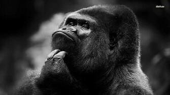 Animal Gorilla Wallpaper