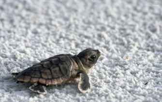 Cute Baby Turtle Wallpaper In HD