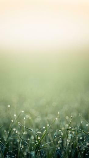 Minimalistic Grass iPhone 5s Wallpaper