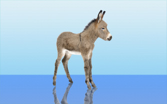 Donkey HD Wallpaper And