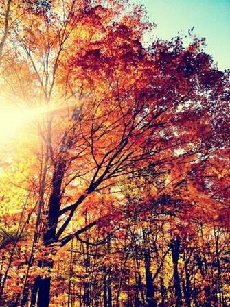 Autumn Colours