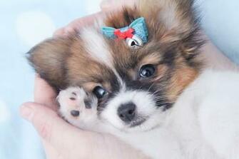 Do Papillon Dogs Shed Widescreen Wallpaper
